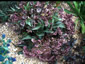 Helleborus x sternii Pewter form - small image 1