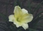 Hemerocallis 'Joan Senior' - small image 1
