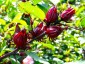 Hibiscus sabdariffa - small image 1