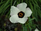Hibiscus trionum - small image 1