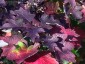 Hydrangea quercifolia AGM - small image 1