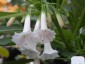 Iochroma australe white - small image 1