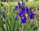 Iris sibirica - small image 1