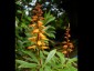 Isoplexis canariensis - small image 1