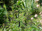 Lathyrus niger - small image 1