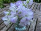 Lathyrus odoratus 'Albutt Blue' - small image 1