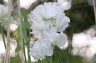 Lathyrus odoratus 'White Frills' - small image 1