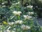 Leonotis leonurus albiflora - small image 1