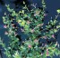 Lespedeza bicolor - small image 1