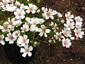 Limnanthes douglasii rosea - small image 1