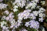 Linanthus grandiflorus - small image 1