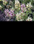 Linaria aeruginea 'Neon Lights' - small image 1