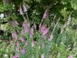 Linaria purpurea Pastel Shades - small image 1