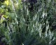 Linaria purpurea 'Springside White' - small image 1