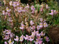 Linaria triornithophora Pink Form - small image 1