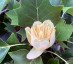 Liriodendon tulipifera - small image 1
