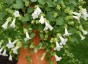 Lophospermum erubescens 'Album' AGM - small image 1