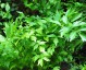 Lovage - small image 1