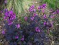 Lunaria annua 'Chedglow' - small image 1