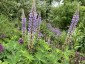 Lupinus polyphyllus from Kashmir - small image 1