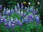 Lupinus texensis - small image 1
