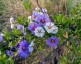 Lycianthes lycioides - small image 1