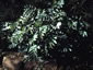 Melianthus major - small image 1
