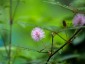 Mimosa pudica 'Pink Sparkles' - small image 1
