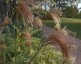 Miscanthus nepalensis - small image 1