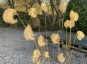 Miscanthus nepalensis - small image 1