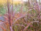 Miscanthus sinensis 'Navajo' - small image 1