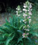 Morina longifolia - small image 1