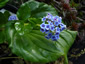 Myosotidium hortensia - small image 1