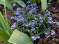 Myosotis 'My oh My' - small image 1
