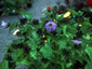 Nicandra physalodes 'Violacea' - small image 1