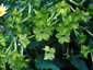 Nicotiana alata 'Lime Green' - small image 1