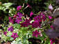 Nicotiana x sanderae 'Perfume Purple' - small image 1