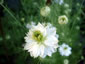 Nigella damascena 'Alba' - small image 1