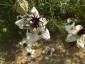 Nigella papillosa 'African Bride' - small image 1
