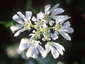Orlaya grandiflora - small image 1