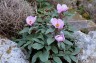 Paeonia cambessedesii AGM - small image 1