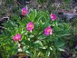 Paeonia mascula ssp russoi - small image 1