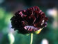 Papaver somniferum 'Black Beauty' - small image 1