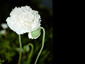 Papaver somniferum 'White Cloud' - small image 1