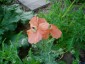 Papaver triniifolium - small image 1
