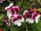 Pelargonium 'Australian Mystery' - small image 1