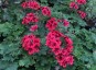 Pelargonium 'Crimson Unique' - small image 1