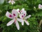 Pelargonium 'Lemon Kiss' - small image 1