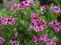 Pelargonium 'Sancho Panza' - small image 1