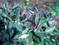 Peltaria alliaceae - small image 1